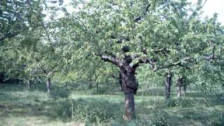 preview picture of video 'Wandersleben Kalmberg und Henningsgarten'