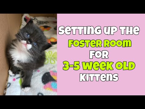 Setting Up the Foster Room for 3-5 Week Old Kittens