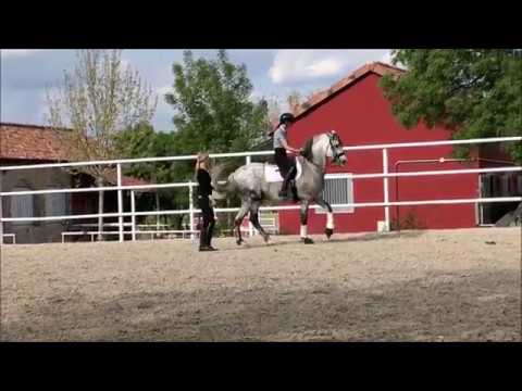 Dressage Grand Prix PRE stallion sold May 2018