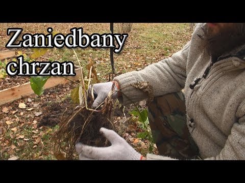 Ogrodowe pierdamony 42 - zaniedbany chrzan