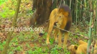 Lions at Bannerghatta National Park, Bangalore