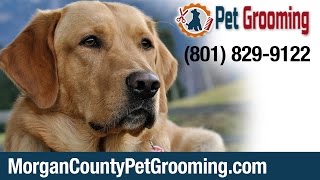 preview picture of video 'Dog Bathing Morgan Utah - (801) 829-9122 - Morgan County Pet Grroming'