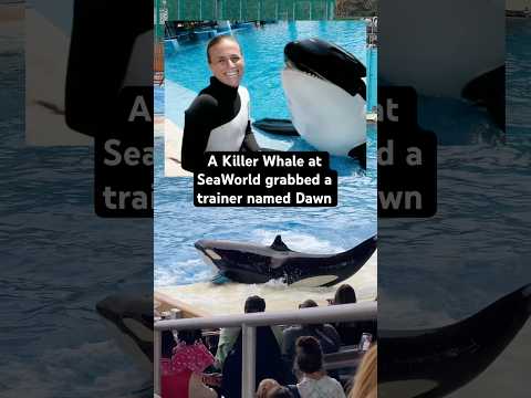 The horror story of Dawn Brancheau and the SeaWorld Killer Whale #killerwhale #orca