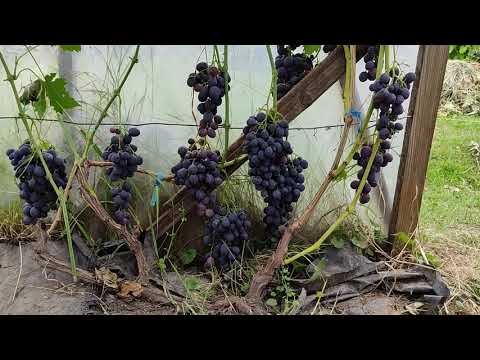 Overview of grape varieties, Captain's vineyard, July 28, 2025