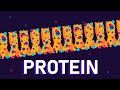 What Are Proteins?