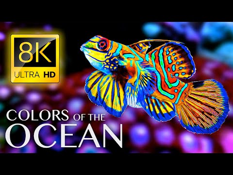 Descubra as cores hipnotizantes do oceano em ULTRA HD