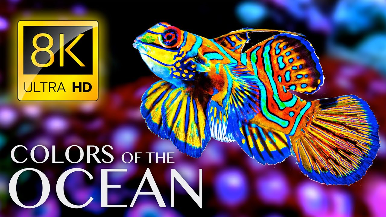 The Colors of the Ocean 8K ULTRA HD - The Best 8K Sea Animals for Relaxation & Calming Music