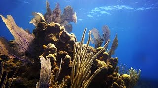 Snorkeling & Diving Roatan : Dolphins, Eagle Rays, Seahorses, and much more !