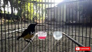 Download lagu CUKUP 1 MENIT!! SOGON MANAPUN BAKALAN NYAUT DAN IKUT BUNYI mp3