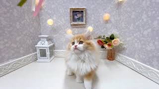 スコティッシュストレートの動画01