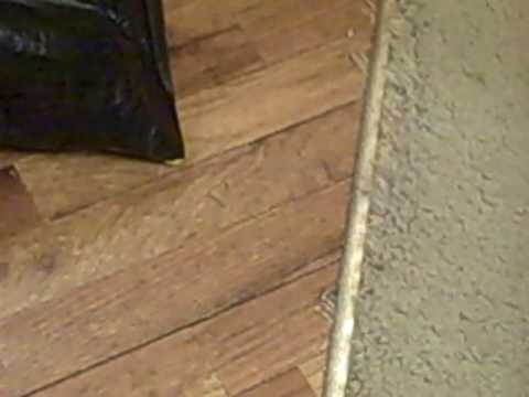 Did You Say That's Phenomenal