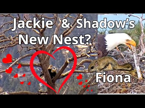 Fiona ????️ 'STICK TIME' ???? Are Jackie & Shadow Building a New Nest? ????????????Birds of Interest, 15th-18th May