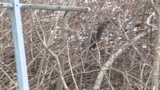 preview picture of video 'Squirrel Running through the Trees'