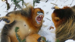 Snow Monkey Families In Battle | Seven Worlds, One Planet | BBC Earth