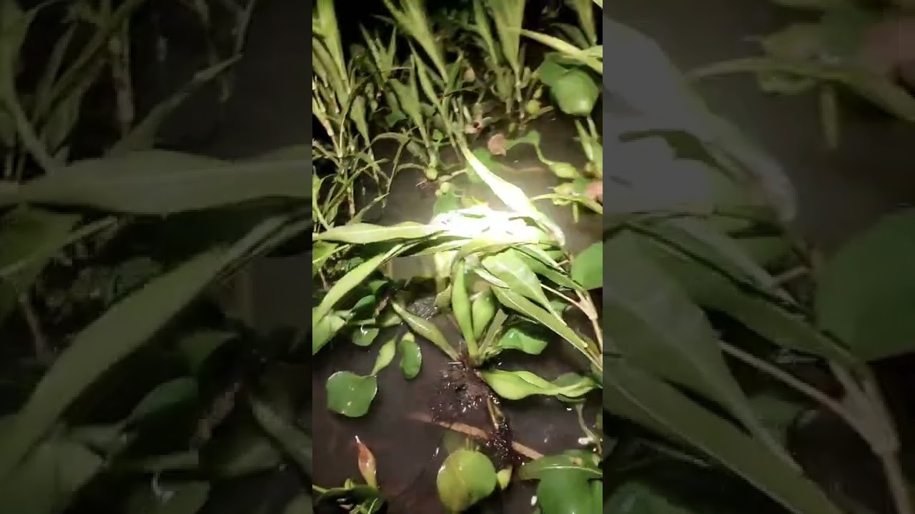 The poem dyes the dyke purple every afternoon