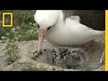 Amazing Bird Age 65 May Have Had 40 Chicks Traveled Three Million Miles National Geographic