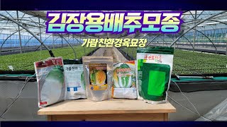 가람친환경육묘장 김장용 유기농 배추모종 소개와 품종 알려드립니다.