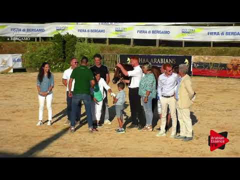 3 rd placeN.35 EMAGNUM MONISCIONE - Bergamo 2017 - Junior Colts Championship (Class 21)