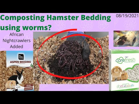 Compost Hamster Bedding in a Worm Bin Adding African Nightcrawlers 8/19/2021