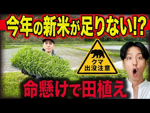 【米不足に備え】熊出没の田んぼで視聴者のために田植えしたらまさかの事態に…
