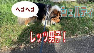 【シェルティ】レッツ男子！【フランス田舎暮らし🇫🇷】#犬の散歩 #賢い犬 #犬のいる暮らし #マイペースな犬