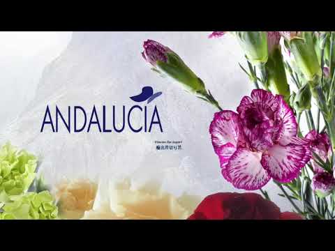 ANDALUCIA S.A.S  2021