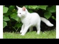 Best All white cat breeds, Video Black and White Cat Breeds paling populer!