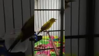 Download lagu Masteran pleci nembak sejalur isian mewah cocok untuk g12 mp3