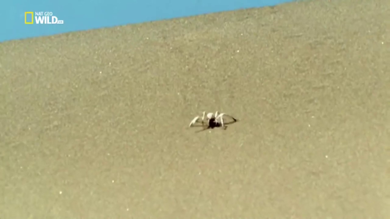 Desert Spider rolling at incredible High Speed