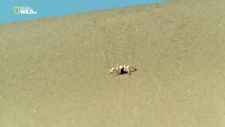 Desert Spider rolling at incredible High Speed