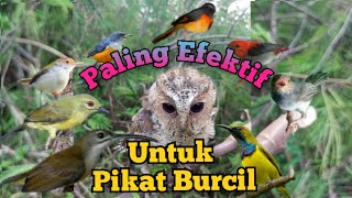 Download lagu Suara Pikat Burcil Ribut Paling Efektif mp3