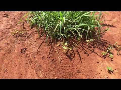 Sítio 25 ha à Venda em Vila Boa GO | Escriturado, Pasto Formado | R$ 850 Mil