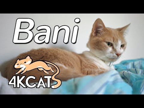 4K CATS: Bani