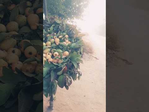 04 Tour to Garden | Tour to Farms #Guava #Farms #Garden #RoadSide #YouTubeShorts