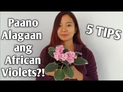 Paano Alagaan ang African Violets?!│5 Tips on How to Grow African Violets│by JUNAH