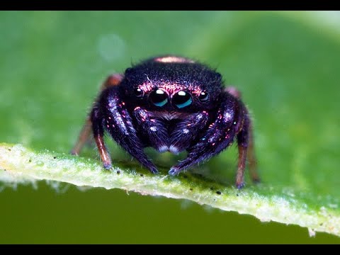 Into the Breach Advanced Edition Switch Release Arachnophiles and Cataclysm Achievements