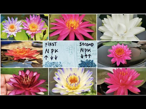 how to fertilizer nymphaea so that it often flowers and is safe for fish