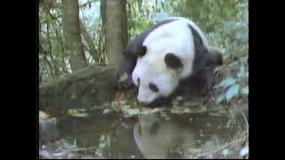 Mutual of Omaha The Panda Commercial (1991)