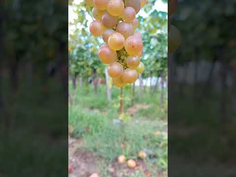 Fresh Bio 😀 🍇 Grapes