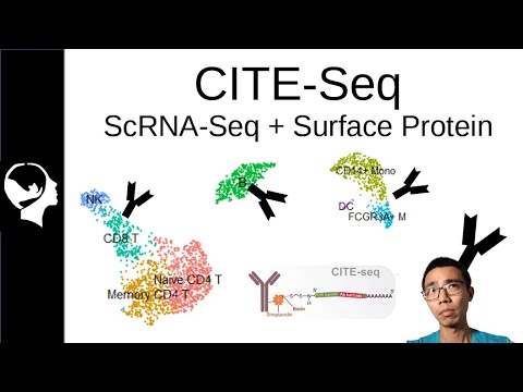 Multi-Model Analysis | CITE-Seq Introduction
