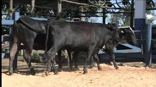 Vídeo 175 - 1ª ETAPA MEGA LIQUIDAÇÃO TOTAL AGROPECUÁRIA MARAJOARA - DIA 4 | GADO GIROLANDO E HOLANDÊS