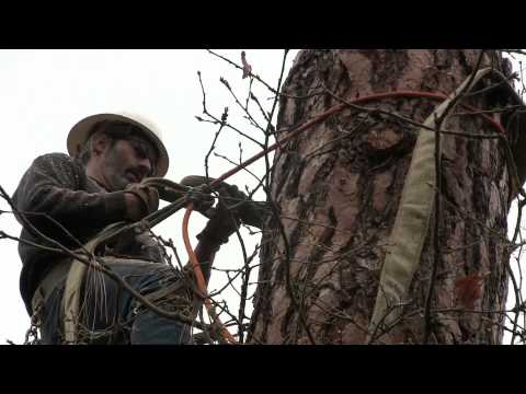 download lagu mp3 mp4 Liberty Tree Service, download lagu Liberty Tree Service gratis, unduh video klip Liberty Tree Service