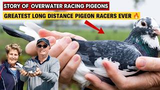 A.P. Overwater: The Greatest Long Distance Pigeon Racer Ever? | Turbo Diesel Champions