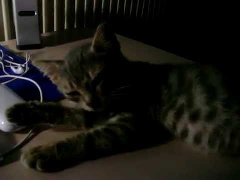 raizel's  music therapy