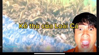 ngày 20 tháng 3, 2024 cá chình  con  hay hao quá