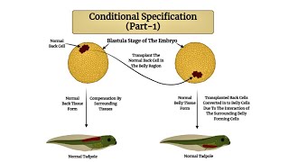 Download Lagu Conditional Specification Thumbnail
