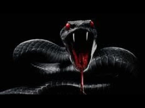 Got it! Here’s a YouTube description for a video titled "Black Mamba":---**Title: Black Mamba