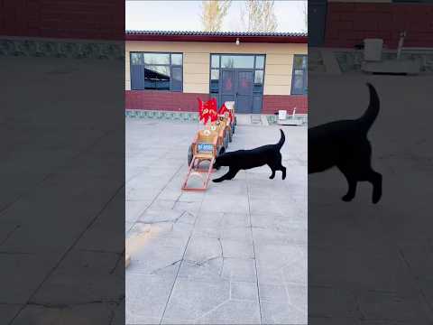 आर्मी डॉग की ट्रेनिंग ~ mini wood toy - woodworking art skill / wood / hand crafts / #shorts