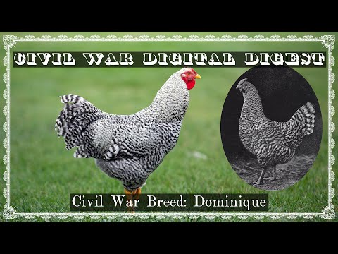 , title : 'Civil War Chicken Breed: Dominique'