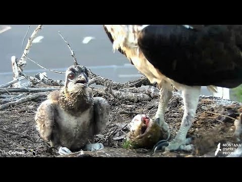 Iris, the chick and the fish 2018 06 27 22 45 31 723